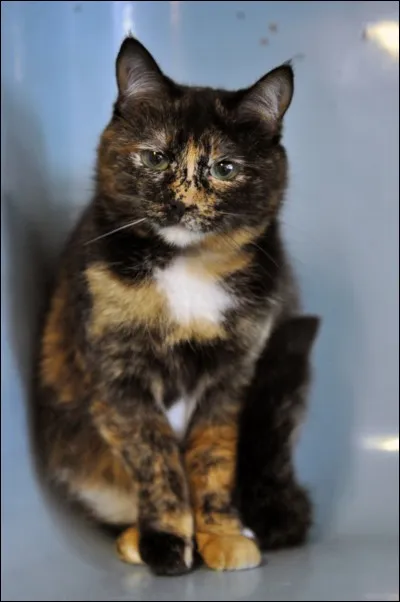 Quelle est cette race de chat ?