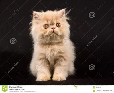Quelle est cette race de chat ?