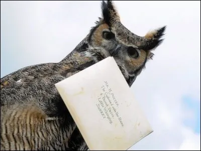 Combien de Noises Harry donne-t-il au hibou qui apporte le journal à Hagrid ?