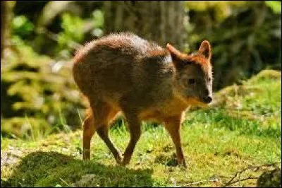 Animaux - Quel est le plus petit cervidé au monde ?