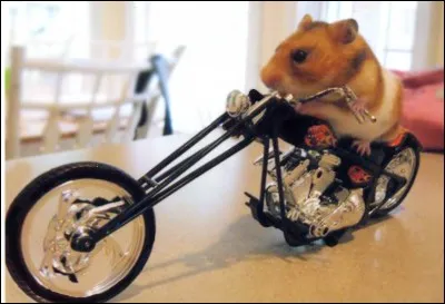 Pendant que tu joues &agrave; "Pok&eacute;mon GO" dans la rue, tu te fais attaquer par une horde d'hamsters exhibitionnistes. Qu'elle arme prends-tu ?