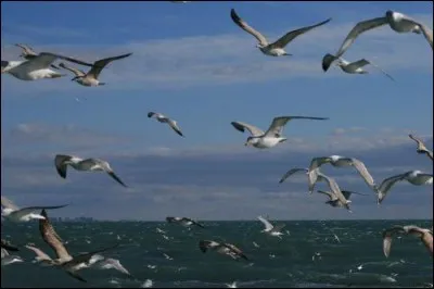 Qui chante "Je te donnerai Tous les bateaux, Tous les oiseaux, tous les soleils..." ?