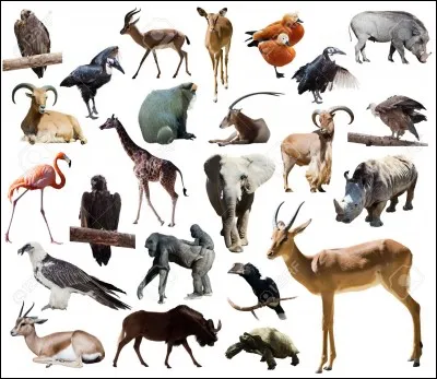 Quel animal préfères-tu ?