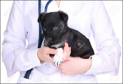 Je suis le spécialiste de la médecine et de la chirurgie des animaux. Que suis-je ?