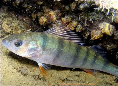 De quoi se nourrit un poisson carnassier ?