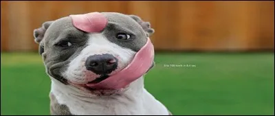 Qui est à l'origine de cette pub amusante ?