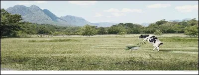 De quel groupe, la marque de tondeuses VIKING fait-elle partie ?