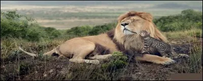 Quelle industrie alimentaire américaine va pleinement redonner son instinct félin à votre chat ?