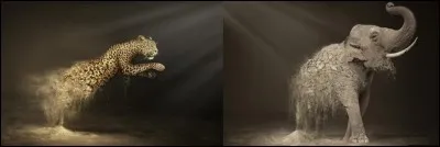 Quelle fondation, créée en 1961, a émis cette campagne montrant les dégâts de l'action humaine sur les animaux donc sur la nature ?