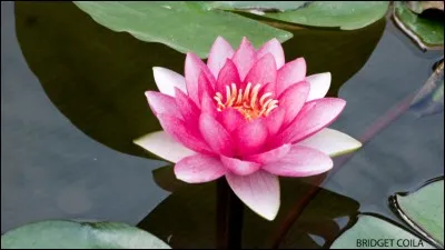 J'aime beaucoup le lotus, je trouve que c'est une magnifique fleur, représentante ... la sagesse.