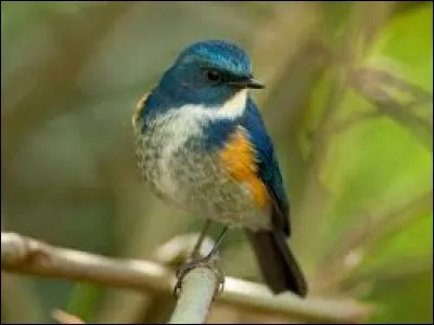 Propriétaire terrien écossais :