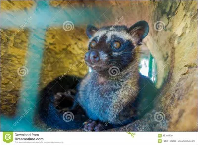 Mammif&egrave;re carnassier, de la famille des viverrid&eacute;s !