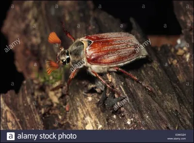 Substance organique azot&eacute;e de la cuticule des insectes, arachnides et crustac&eacute;s !