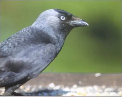 Corvid&eacute;s vivant dans les tours et les clochers !