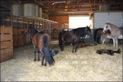 Comment s'appelle cette ''maison'' du cheval ?