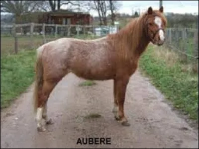 Quel est le nom de cette robe ?