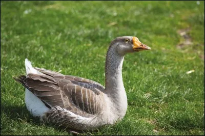 Comment s'appelle ceci en anglais ?