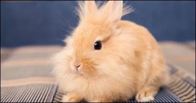 Que fait un lapin lorsqu'il "bouquine" ?