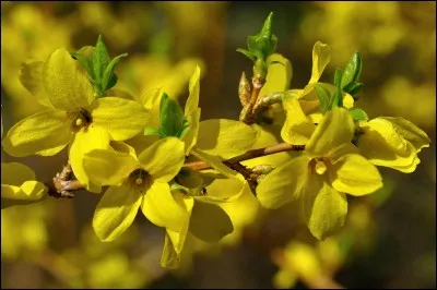 Quel arbrisseau embellit nos jardins au printemps, quand il se couvre de fleurs jaunes, juste avant sa feuillaison ?