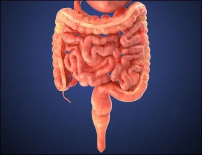 Sciences de la vie et de la Terre : Quelle est la longueur de l'intestin chez un homme adulte ?