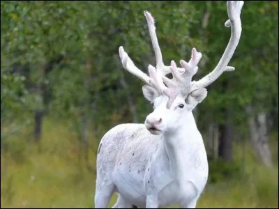 Je suis au service du père Noël. Qui suis-je ?