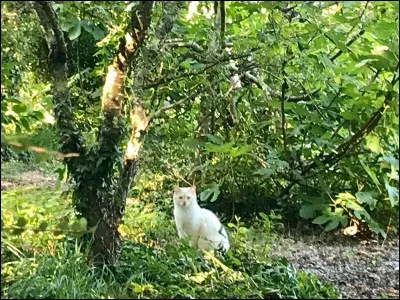 Je suis le nom qu'on attribue aux moustaches des chats. Qui suis-je ?