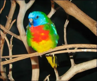 Je suis un animal, on me dit rusé. Qui suis-je ?