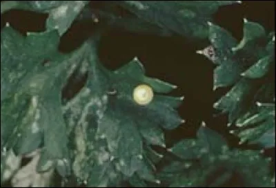 Je suis un insecte qui ne pond pas d'ufs, juste des larves. Qui suis-je ?