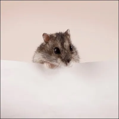 Je suis un "cricetinae". Qui suis-je ?