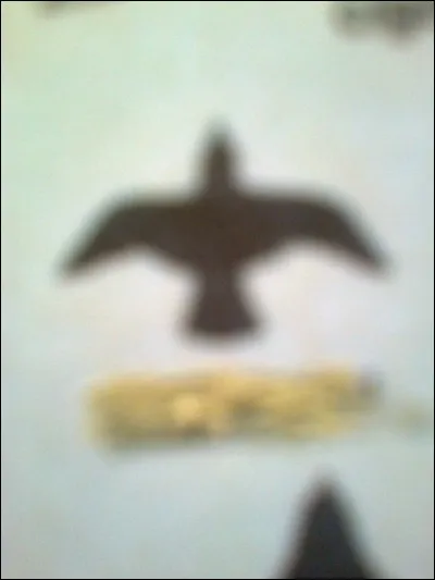 À quel oiseau attribue-t-on ce vol ?