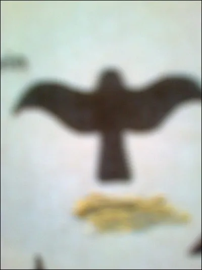 À quel oiseau attribue-t-on ce vol ?