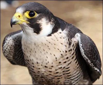 Quel est ce animal ?