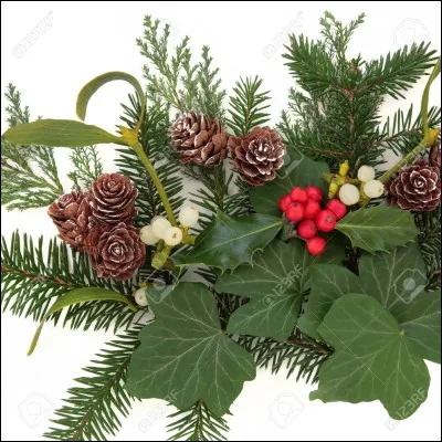 La tradition veut que l'on s'embrasse en dessous lors des fêtes. Quelle est cette plante ?