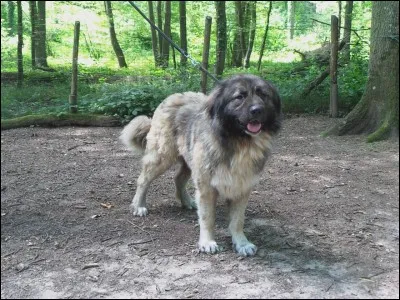 Comment s'appelle ce chien ?