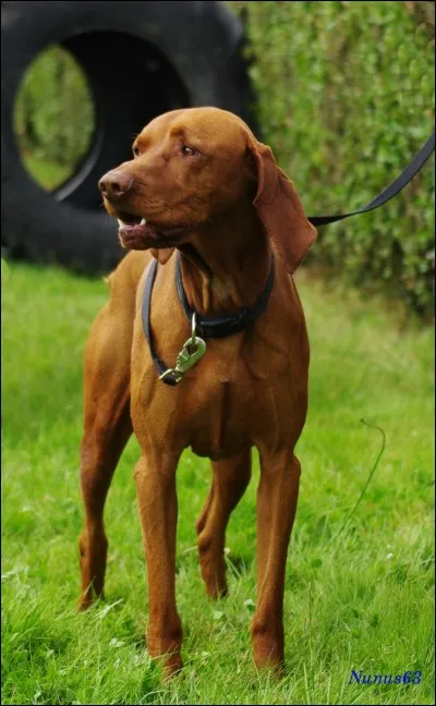 Comment s'appelle ce chien ?