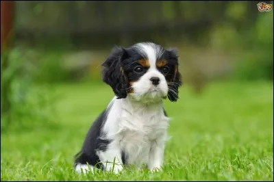 Comment s'appelle ce chien ?