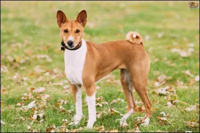 Comment s'appelle ce chien ?