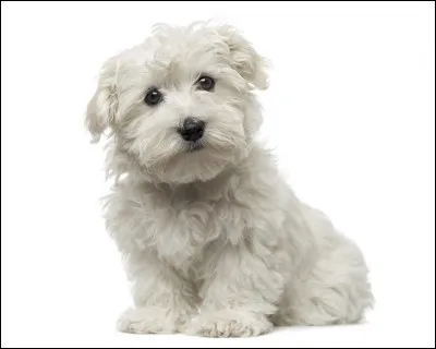 Comment s'appelle ce chien ?