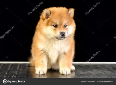 Comment s'appelle ce chien ?