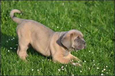 Comment s'appelle ce chien ?