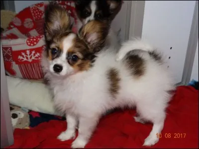 Comment s'appelle ce chien ?