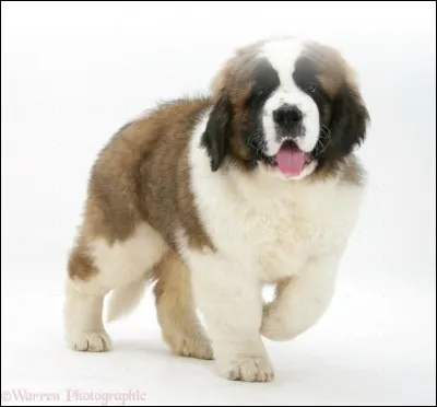 Comment s'appelle ce chien ?