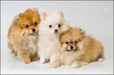 Comment s'appelle ce chien ?