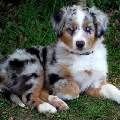 Comment s'appelle ce chien ?