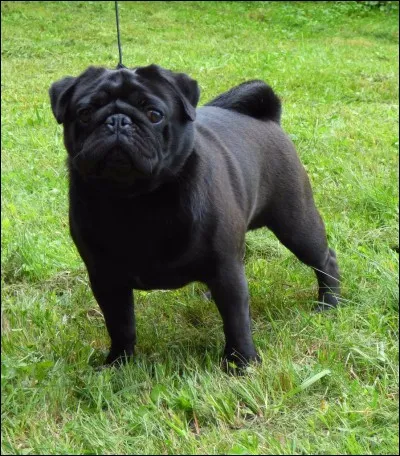 Comment s'appelle ce chien ?