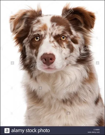 Comment s'appelle ce chien ?
