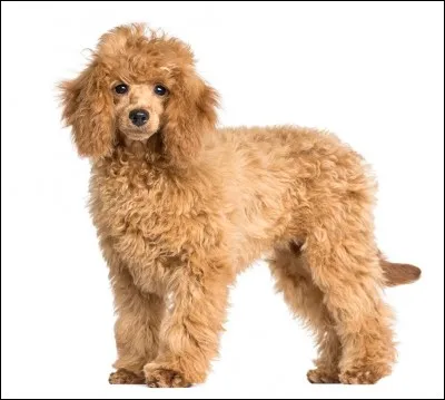 Comment s'appelle ce chien ?