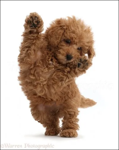 Comment s'appelle ce chien ?