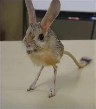 Est-ce que cet animal est une gerboise ?