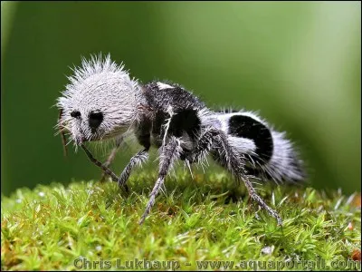 Cet animal existe-t-il ?